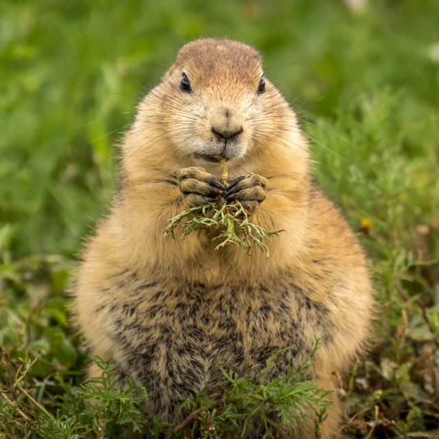 "Black Tailed prairie dog chewing on a weed" stock image