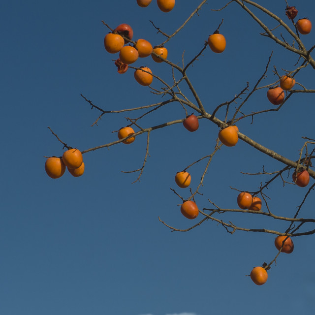 "FRUITY" stock image