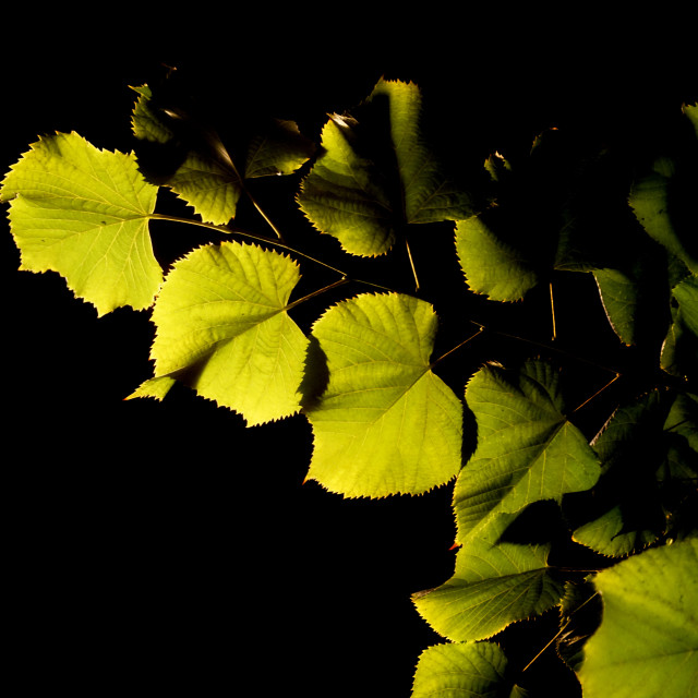 "Leaves" stock image