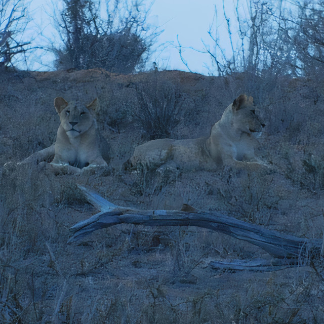 "Lions @ dusk in Tsavo East" stock image