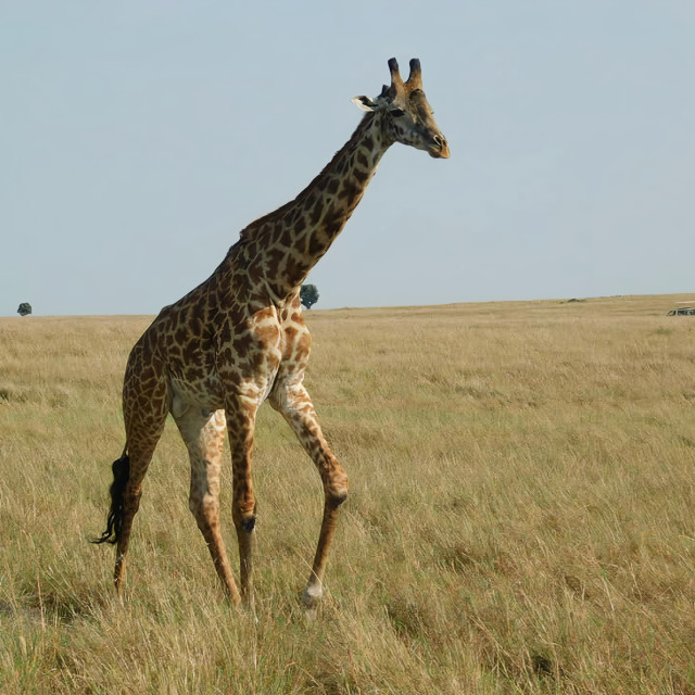 "Walking Giraffe" stock image