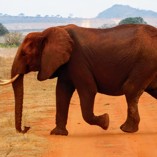 "Red Elephant Matriarch" stock image