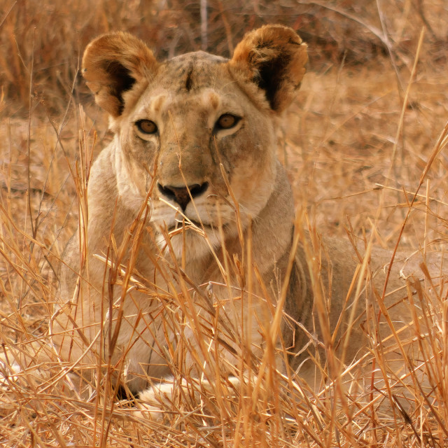 "Sitting Lioness" stock image