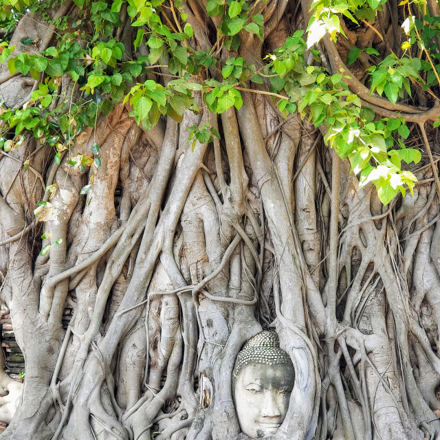 "Buddha Head in Tree" stock image