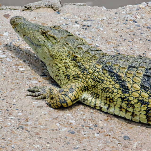 "Nile Crocodile at the Mara River" stock image