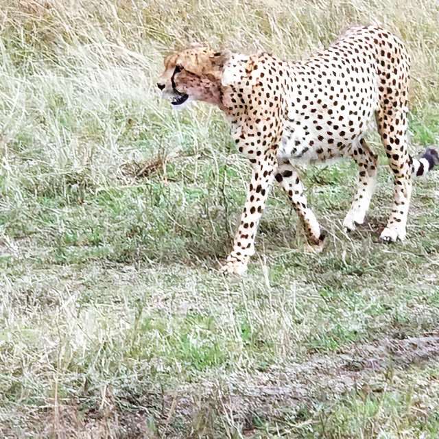 "Lone Cheetah" stock image