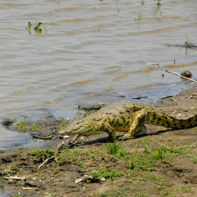 "Nile Crocodile 2" stock image