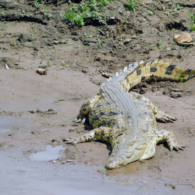 "Nile Crocodile 3" stock image