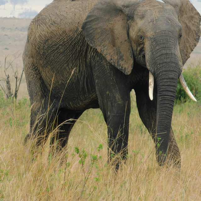 "Mara Elephant 1" stock image