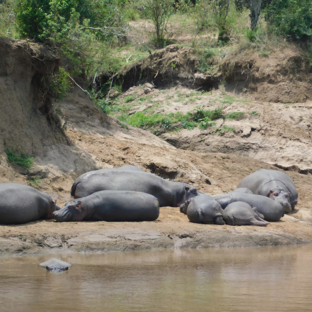 "Hippo Pod" stock image