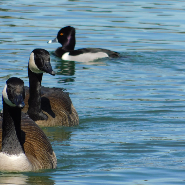 "Geese and ducks" stock image