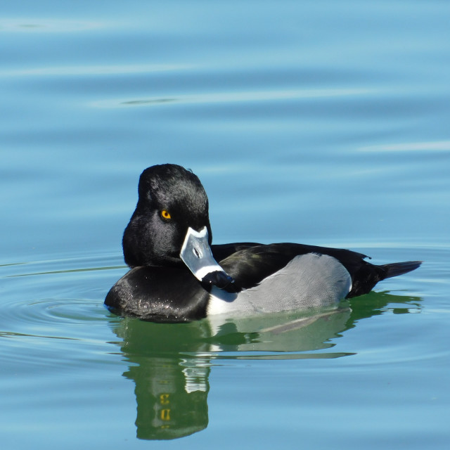 "Ring-necked duck 2" stock image