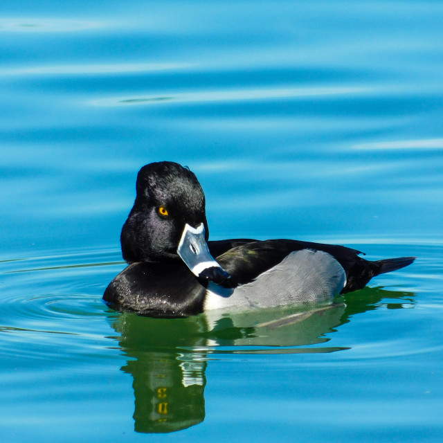 "Ring-necked duck" stock image