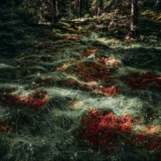 "August in the forest" stock image