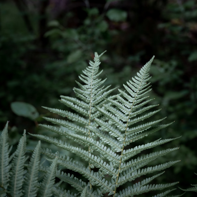 "Close up of ferns on dark background" stock image