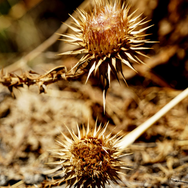 "Dry thorns" stock image