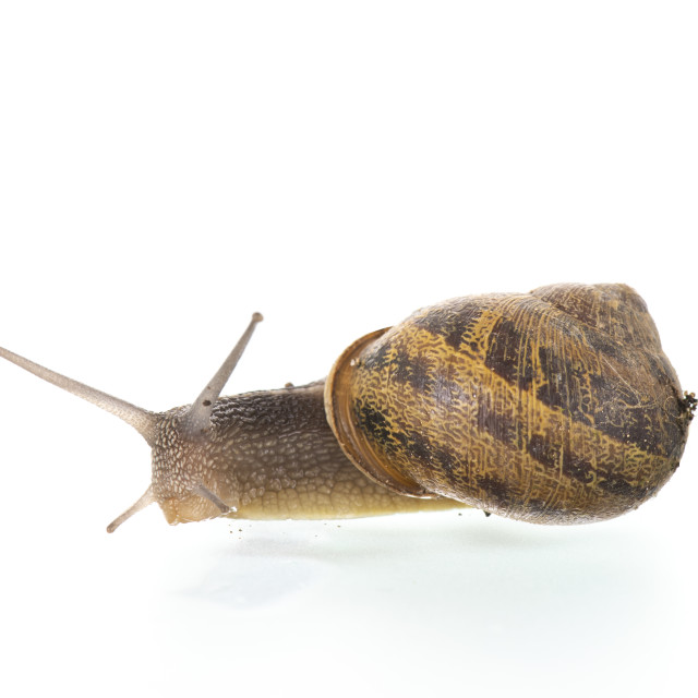 "Snail isolated over white" stock image