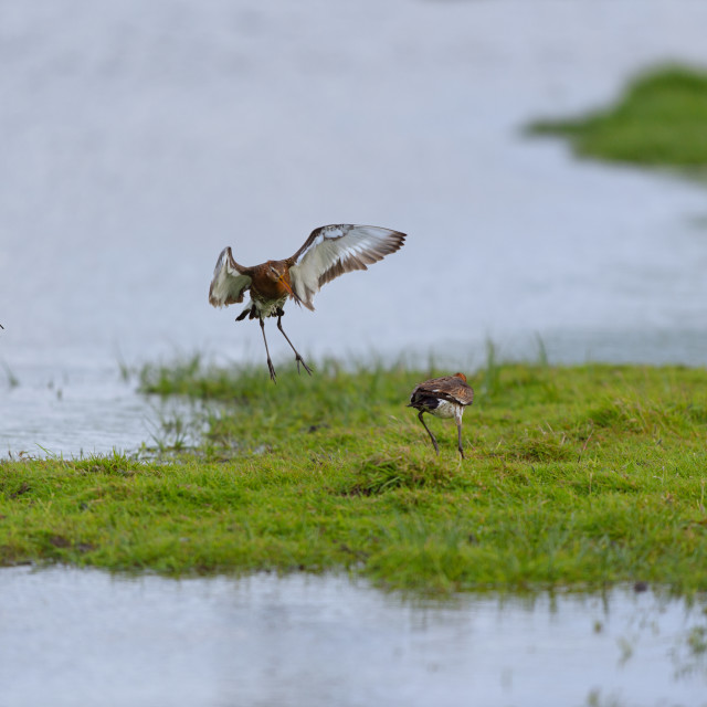 "fighting black-tailed godwit in water" stock image