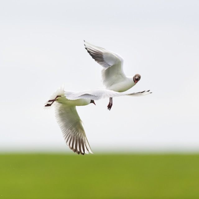 "Black headed gulls mating" stock image