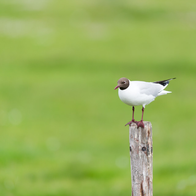 "Black headed gull on pole" stock image