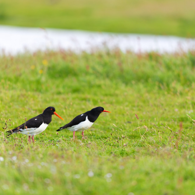 "Oystercatchers in grass" stock image