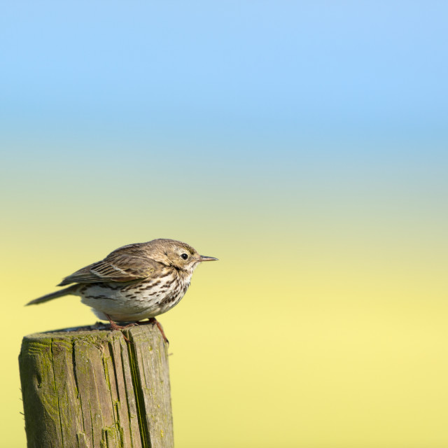 "Titlark on pole" stock image