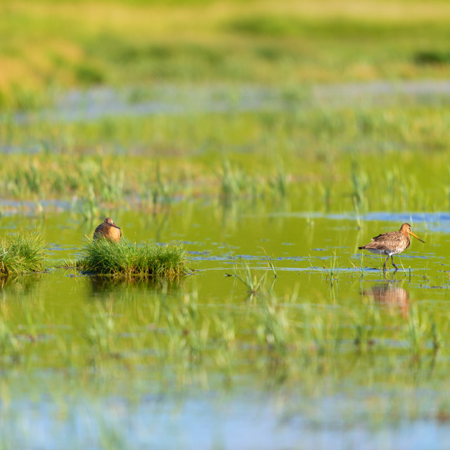 "black-tailed godwit in water" stock image