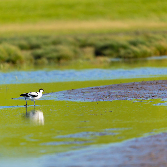 "Pied Avocet in landscape" stock image