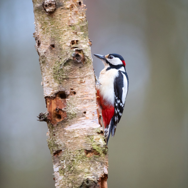 "Great spotted woodpecker" stock image