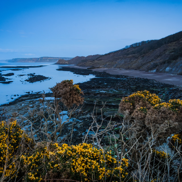 "picfair-014841335-wild-gorse-and-blue-hour-at-cornelian-bay-north-yorkshire-f..." stock image