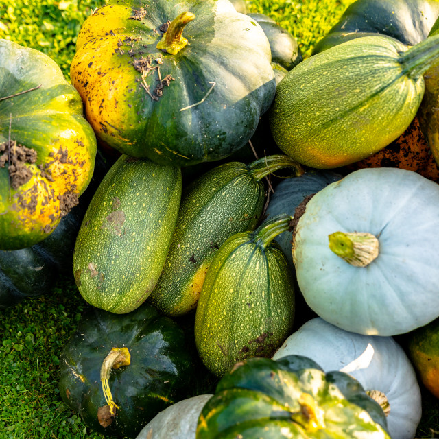 "autumn harvest of various squash from the Cucurbitaceae family" stock image