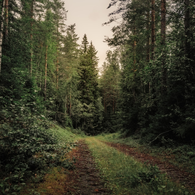 "Deep into the forest" stock image