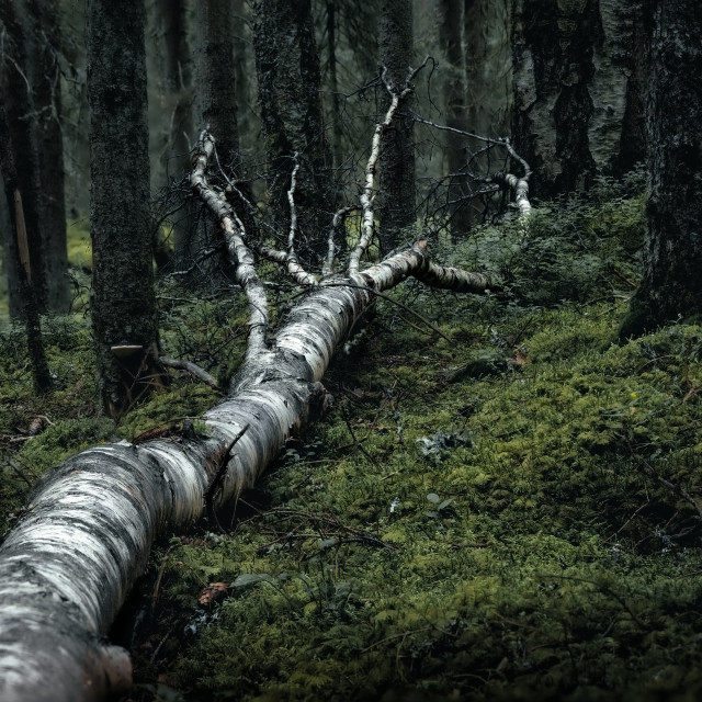 "Gnarly spooky tree trunk in dark green forest" stock image