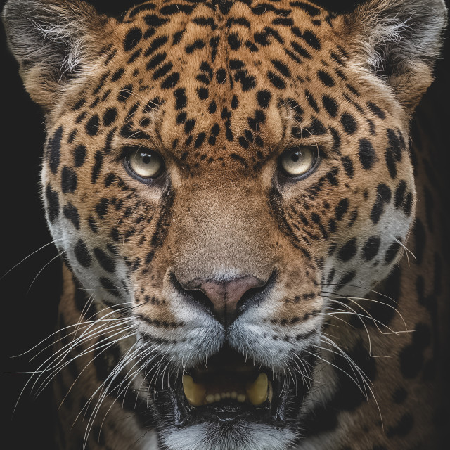 "Portrait of a Jaguar" stock image