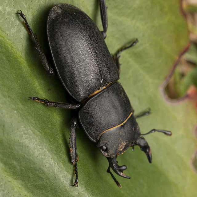 "Lesser stag Beetle" stock image
