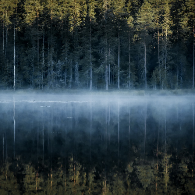 "Mist hovering over a forest lake" by Simona D'Auria - $18.62 "Mist hovering over a forest lake" stock image