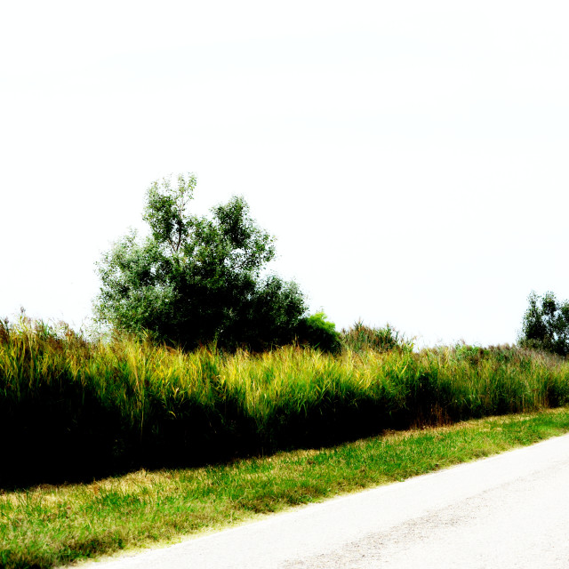 "a road in the camargue" by Amit Mendelsohn - £50.00 "a road in the camargue" stock image