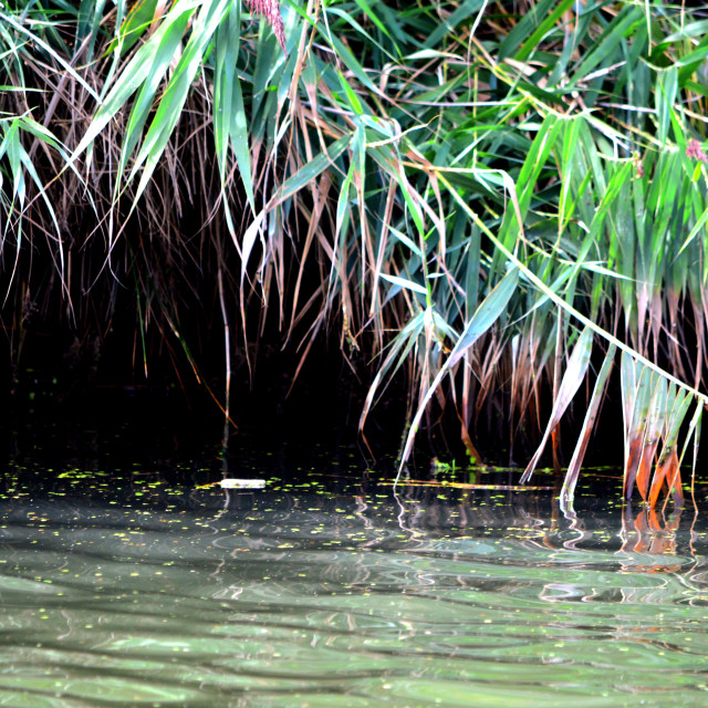 "Water the plants" by Amit Mendelsohn - £50.00 "Water the plants" stock image
