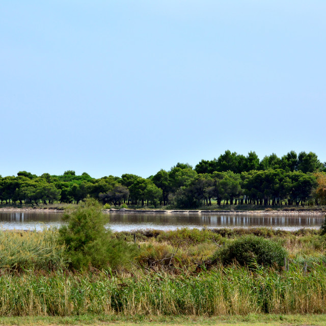 "The Camargue" by Amit Mendelsohn - £50.00 "The Camargue" stock image