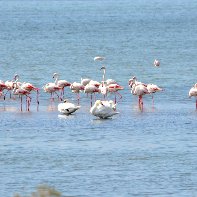 "Pelicans and other water birds" by Amit Mendelsohn - £50.00 "Pelicans and other water birds" stock image