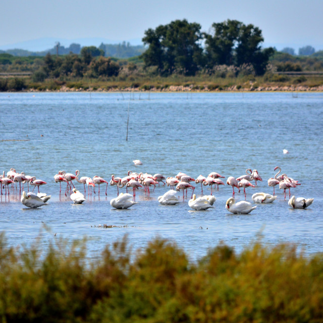 "Pelicans and other water birds" by Amit Mendelsohn - £50.00 "Pelicans and other water birds" stock image