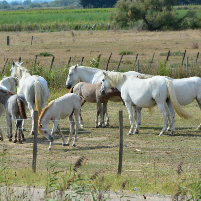 "Horses bred in the Camargue" by Amit Mendelsohn - £50.00 "Horses bred in the Camargue" stock image