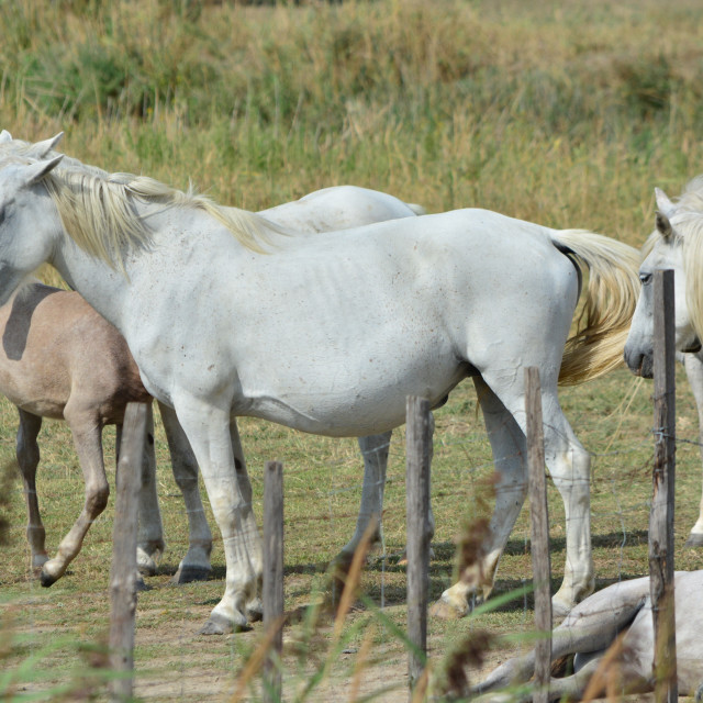 "Horses bred in the Camargue" by Amit Mendelsohn - £50.00 "Horses bred in the Camargue" stock image