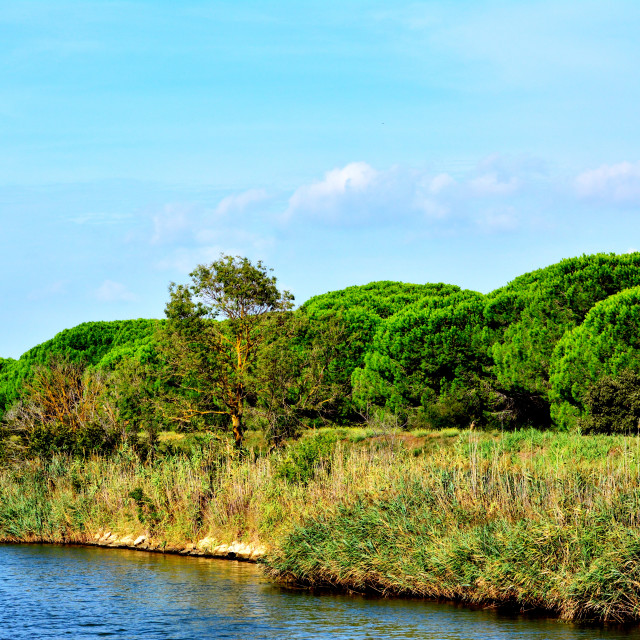"Beside the river in the Camargue" stock image