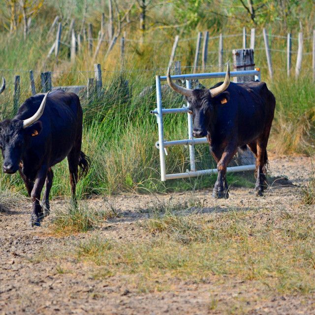 "Bulls of the Camargue" by Amit Mendelsohn - £50.00 "Bulls of the Camargue" stock image