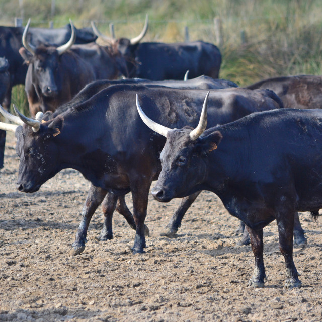 "Bulls of the Camargue" by Amit Mendelsohn - £50.00 "Bulls of the Camargue" stock image