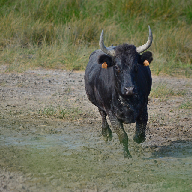 "Bulls of the Camargue" by Amit Mendelsohn - £50.00 "Bulls of the Camargue" stock image
