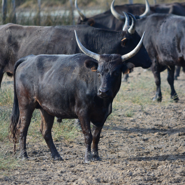 "Bulls of the Camargue" by Amit Mendelsohn - £50.00 "Bulls of the Camargue" stock image