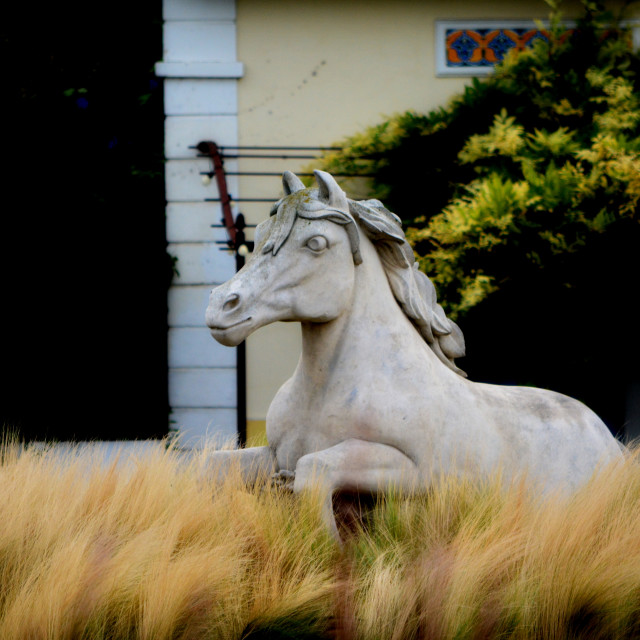 "a statue of horse - Camargue" by Amit Mendelsohn - £50.00 "a statue of horse - Camargue" stock image