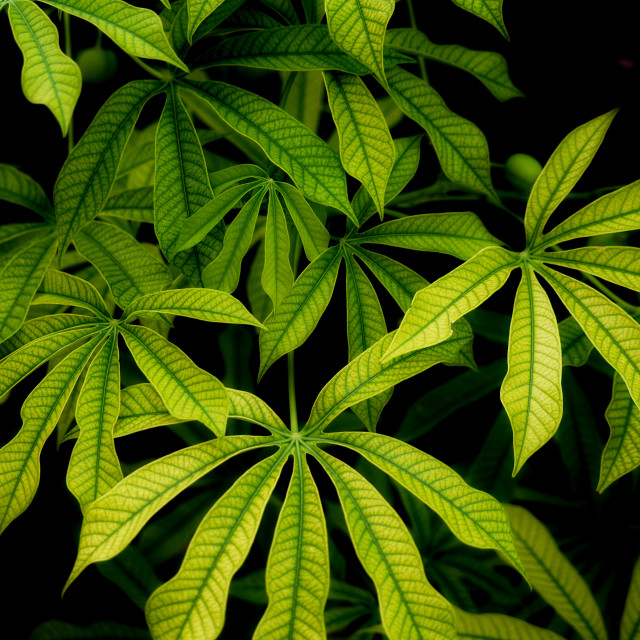 "Leaves" by Amit Mendelsohn - $62.97 "Leaves" stock image